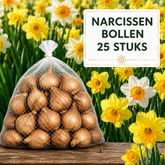 Narcissen Bloembollen - 25 stuks - Maat 12+ - Vers van de Teler!