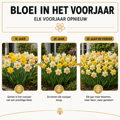 Narcissen Bloembollen - 50 stuks - Maat 12+ - Vers van de Teler!