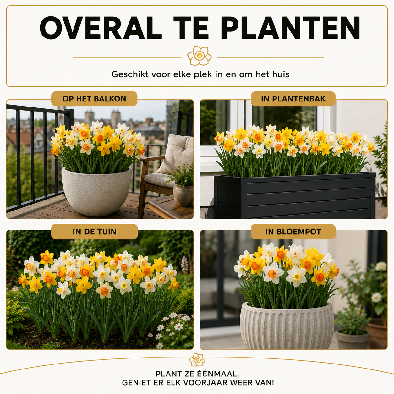 Narcissen Bloembollen - 50 stuks - Maat 12+ - Vers van de Teler!