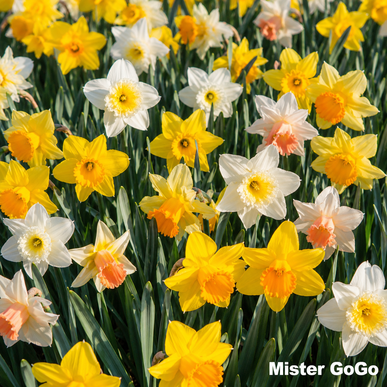 Narcissen Bloembollen - 50 stuks - Maat 12+ - Vers van de Teler!