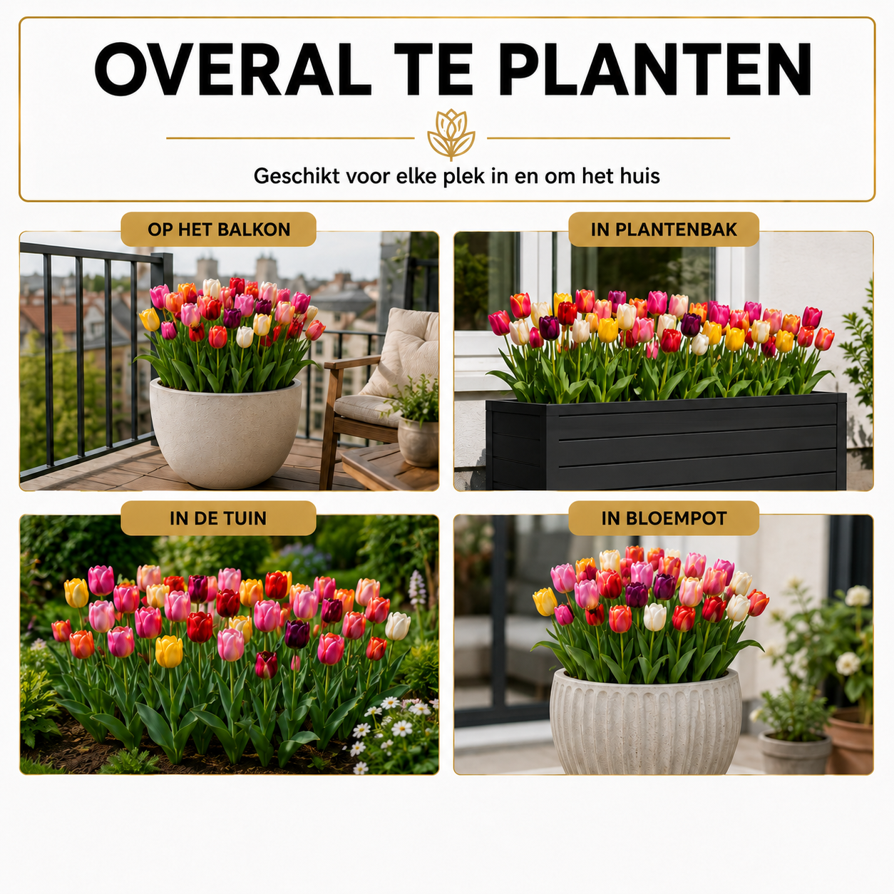 Tulpenbollen Mix - 100 Stuks
