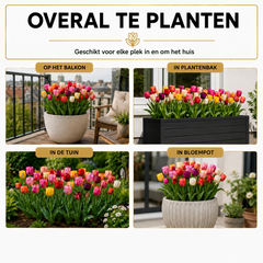 Tulpenbollen Mix – 50 Stuks