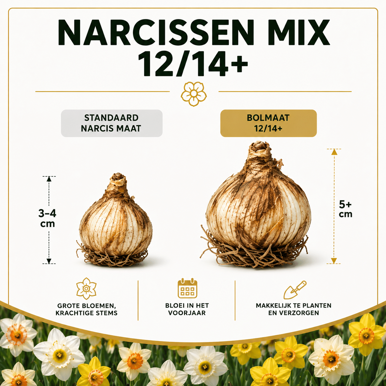 Narcissen Bloembollen - 100 stuks - Maat 12+ - Vers van de Teler!