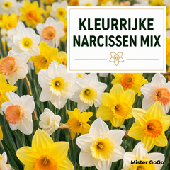 Narcissen Bloembollen - 50 stuks - Maat 12+ - Vers van de Teler!