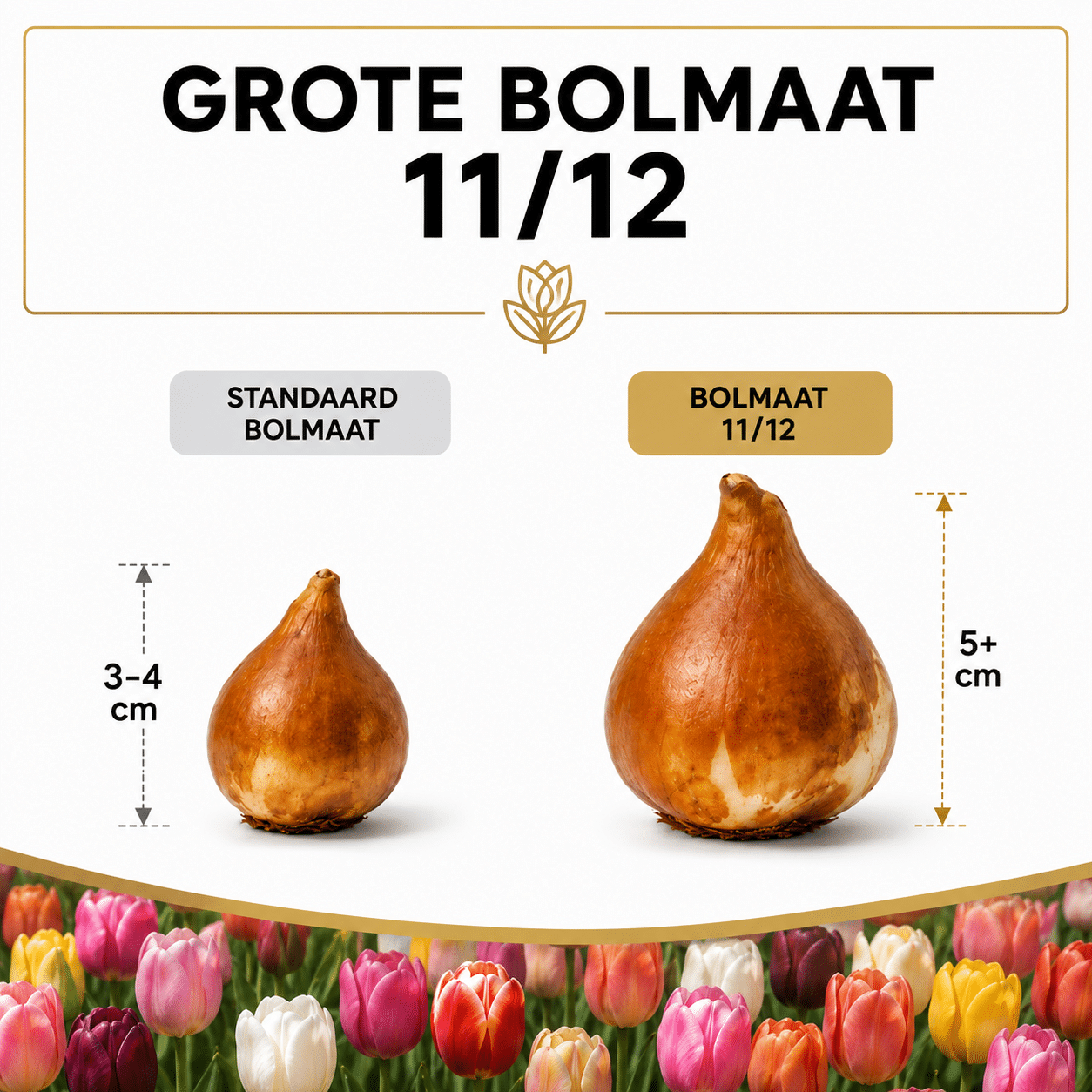 Tulpenbollen Mix – 50 Stuks