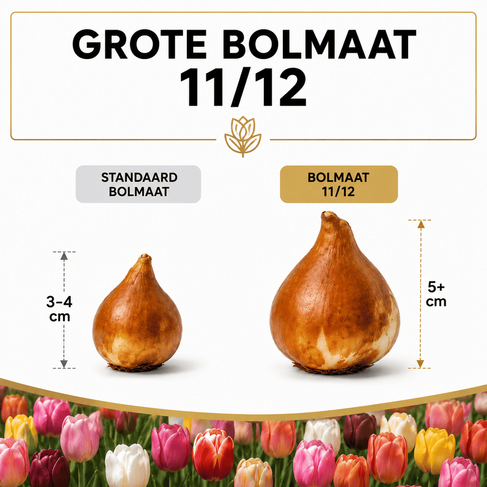 Tulpenbollen Mix - 100 Stuks