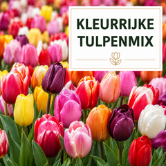 Tulpenbollen Mix – 25 Stuks