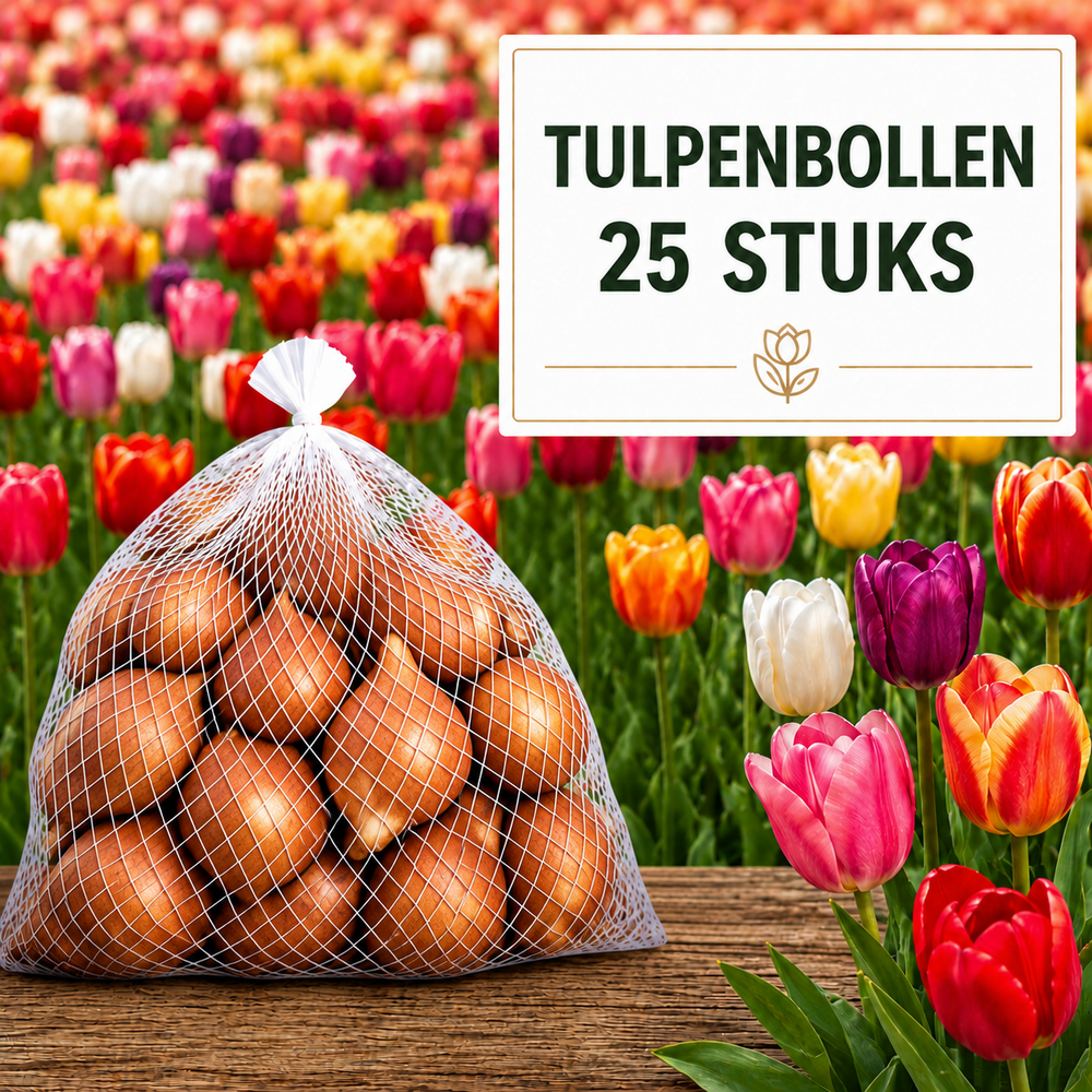 Tulpenbollen Mix – 25 Stuks